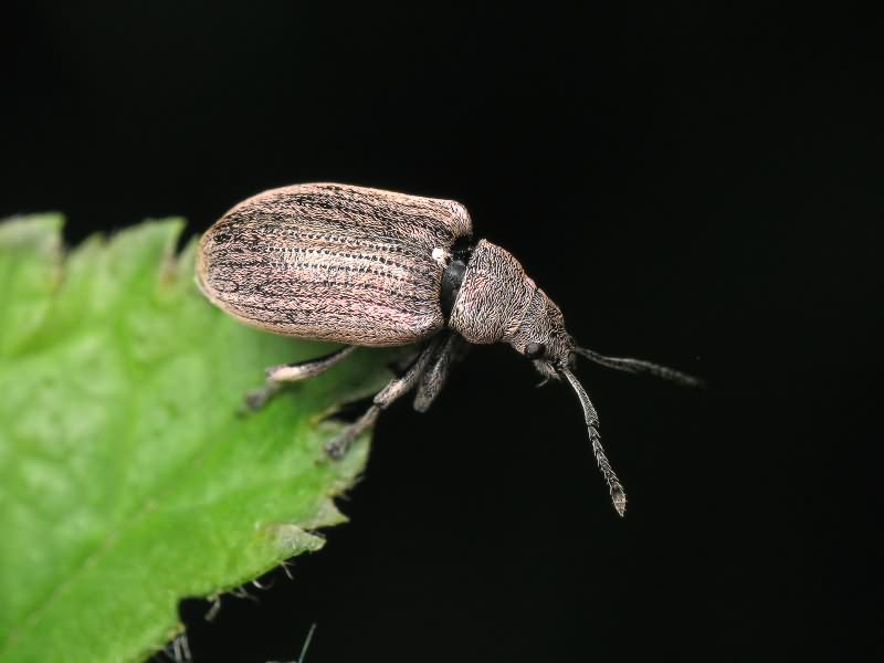 Phyllobius pyri (Linnaeus, 1758)